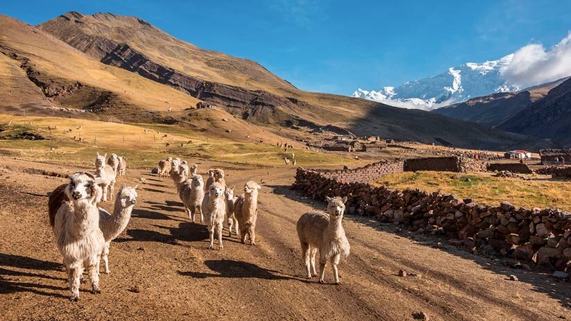 location of llamas and alpacas