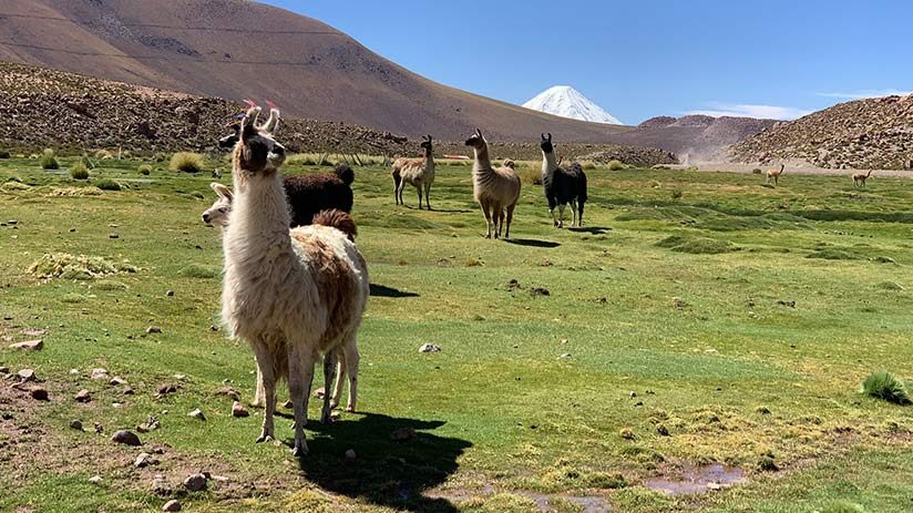 llamas and alpacas mountain