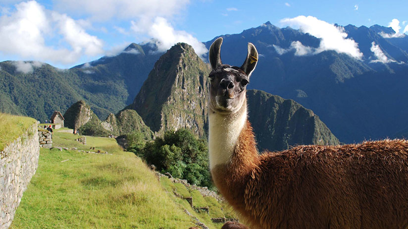What's the difference between Llamas vs Alpacas?