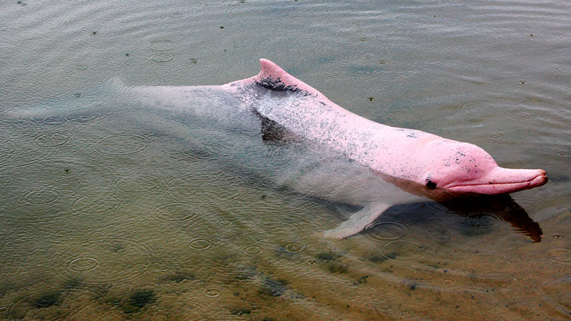 large pink river dolphin