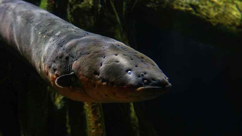 jungle predators electric eel