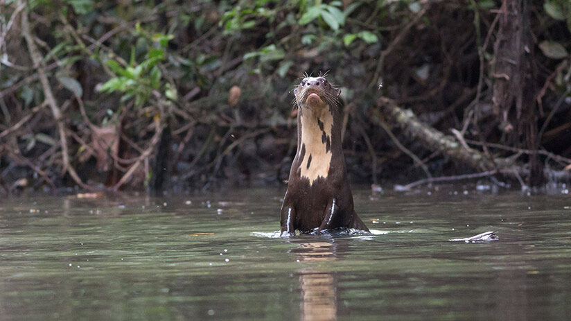 jungle predators otter