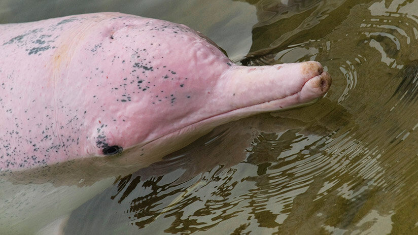 pink river dolphin
