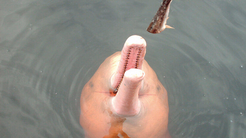 pink river dolphin diet