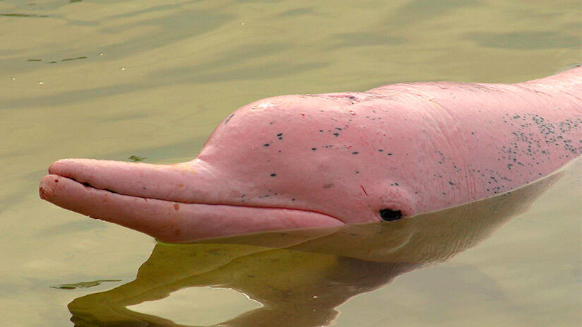 pink-river-dolphin-face
