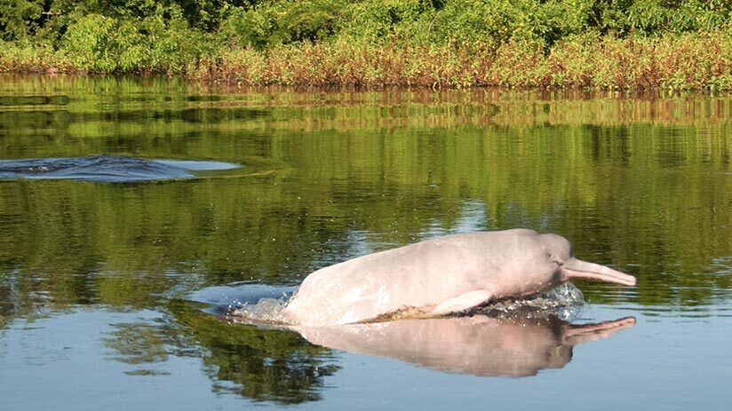 habitat pink river dolphin