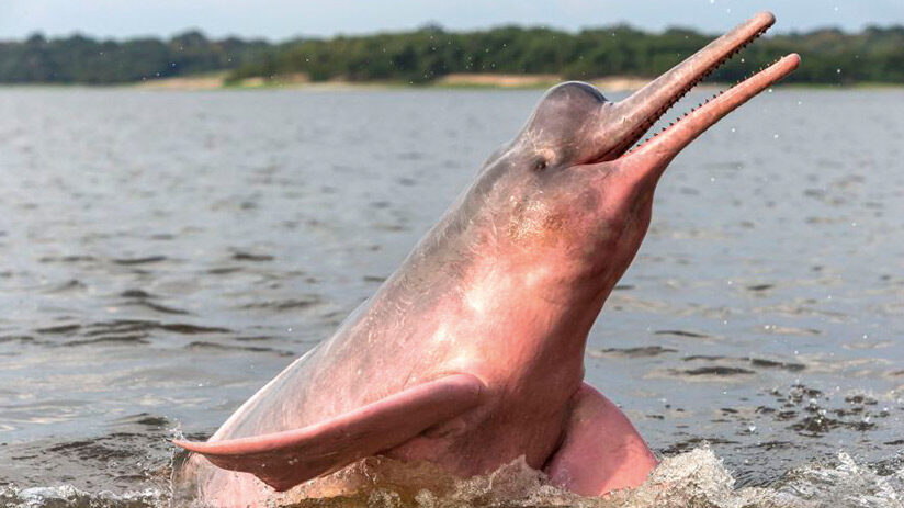 pink river dolphin happy