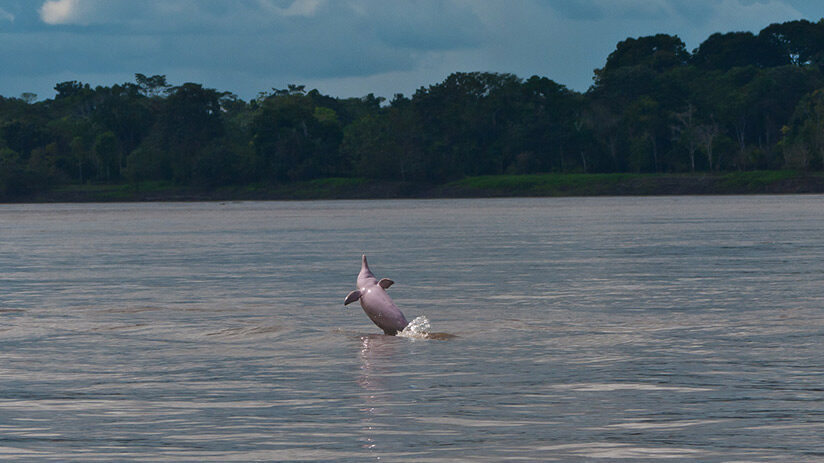 pink river dolphin mistery