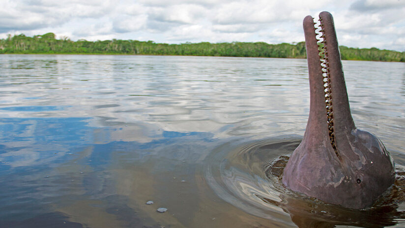 pink river dolphin nature reserve
