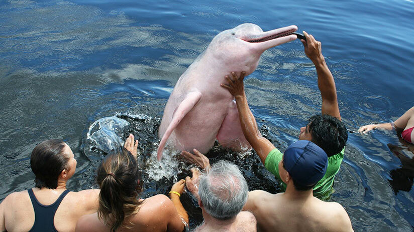 sociable pink river dolphin