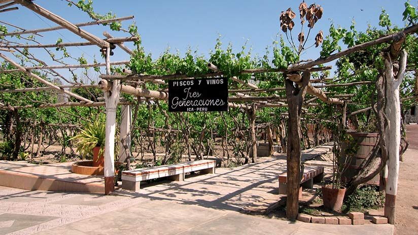 ica vineyard in huacachina oasis