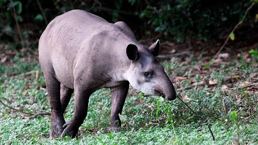 amazon-rainforest-animals-amazonian-tapir