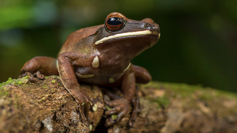 amazon rainforest animals amphibians