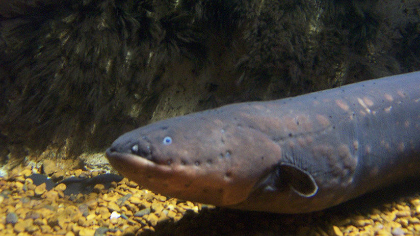 amazon rainforest animals electric eel
