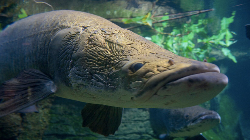 amazon rainforest animals fish