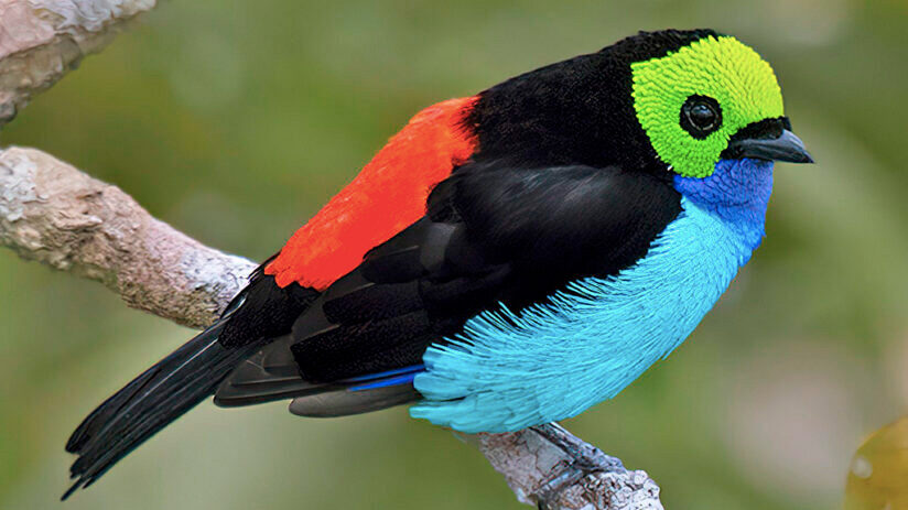 amazon rainforest animals paradise tanager