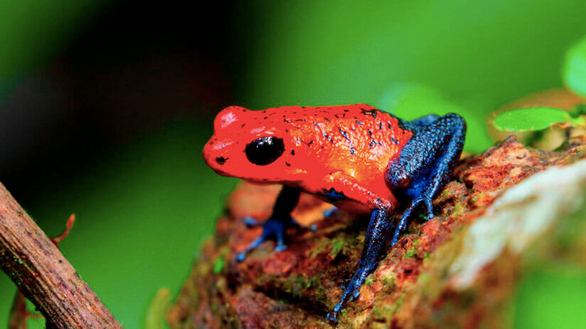 amazon rainforest animals poison dart frog