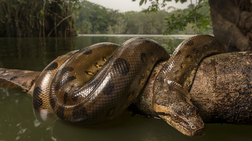 amazon rainforest animals reptiles