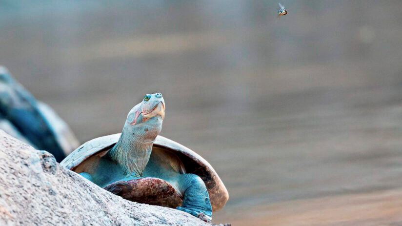 amazon rainforest animals side necked turtle