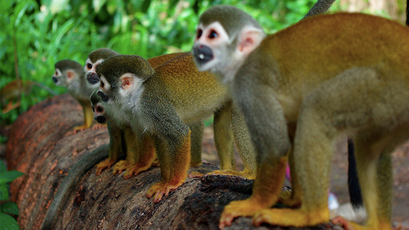 The blue monkey: how primates amazingly help the rainforest