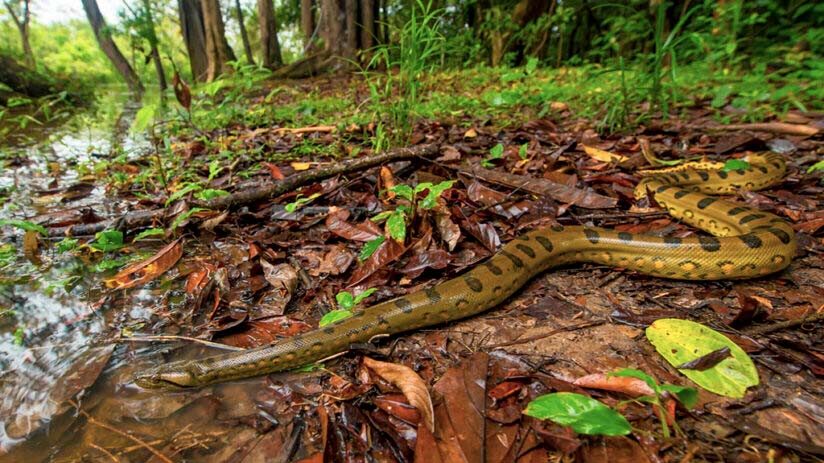 anaconda amazon rainforest animals