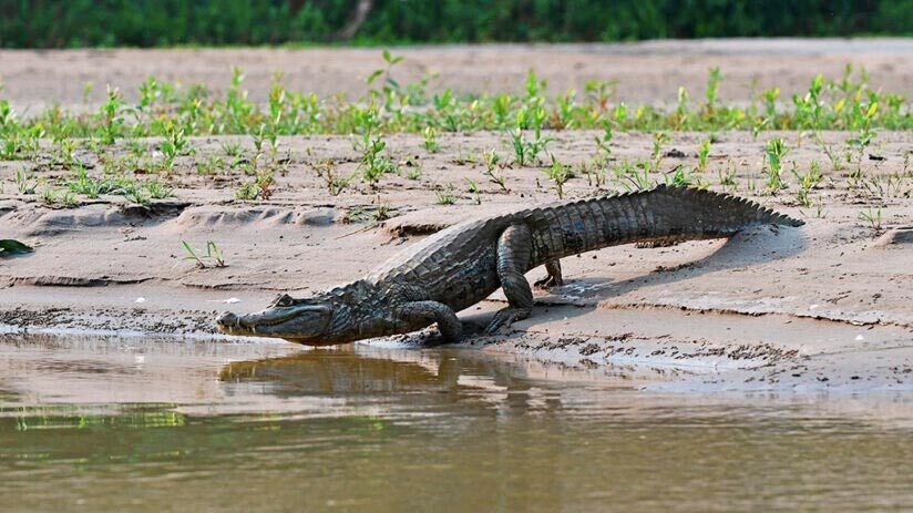 black caiman amazon rainforest animals