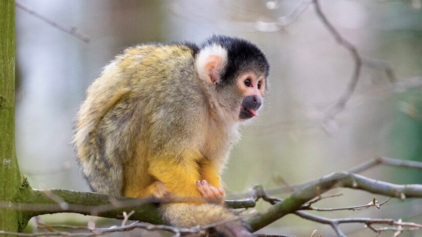 black capped squirrel monkey amazon rainforest animals