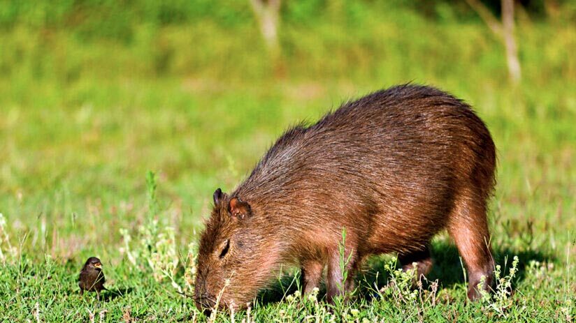 capybara amazon rainforest animals