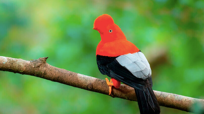 cock of the rocks amazon rainforest animals