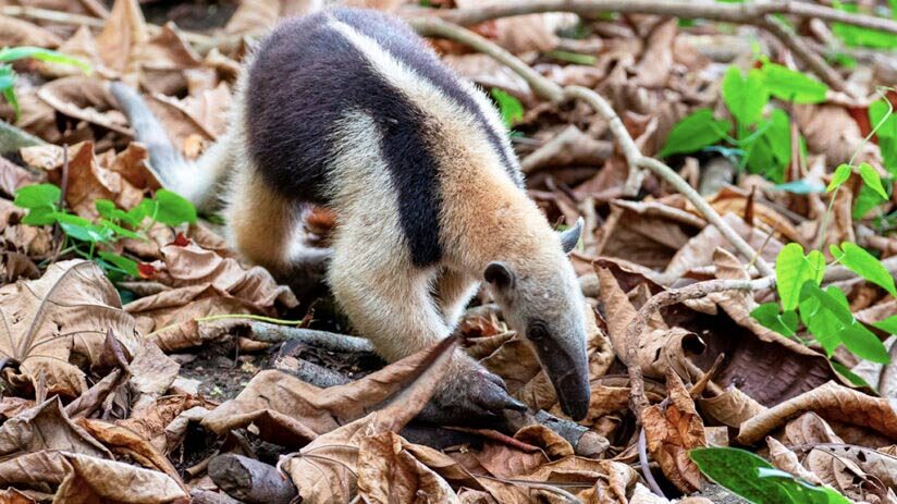 collared anteater amazon rainforest animals
