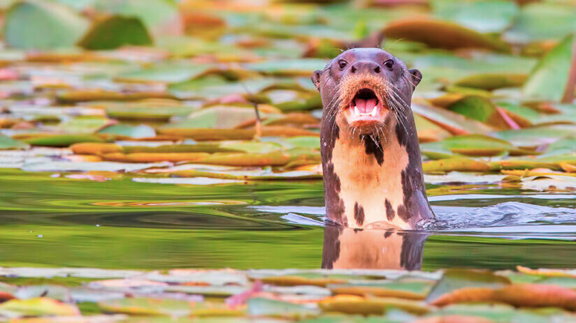 giant river otter amazon rainforest animals