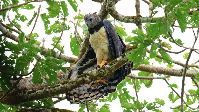 harpy eagle amazon rainforest animals