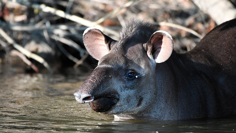 amazon rainforest animals mammals