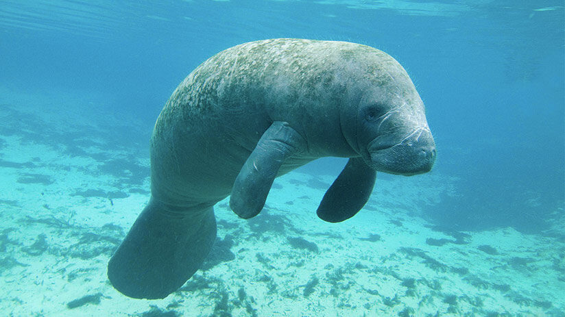 manatee amazon rainforest animals