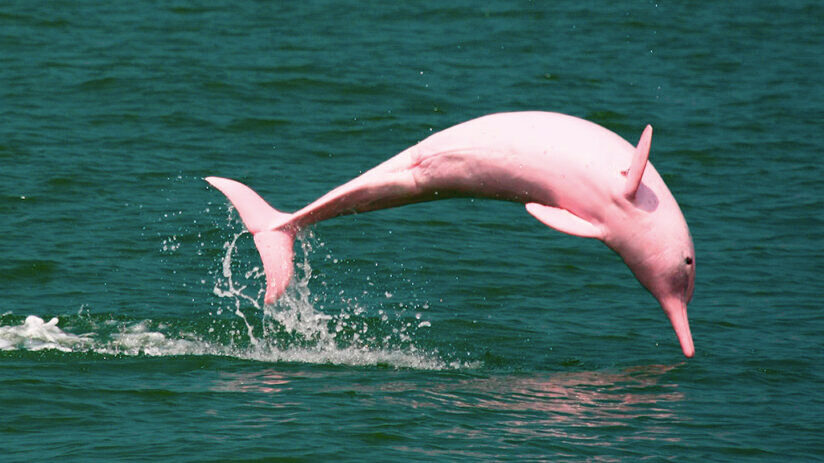 pink-river-dolphin-amazon-rainforest-animals