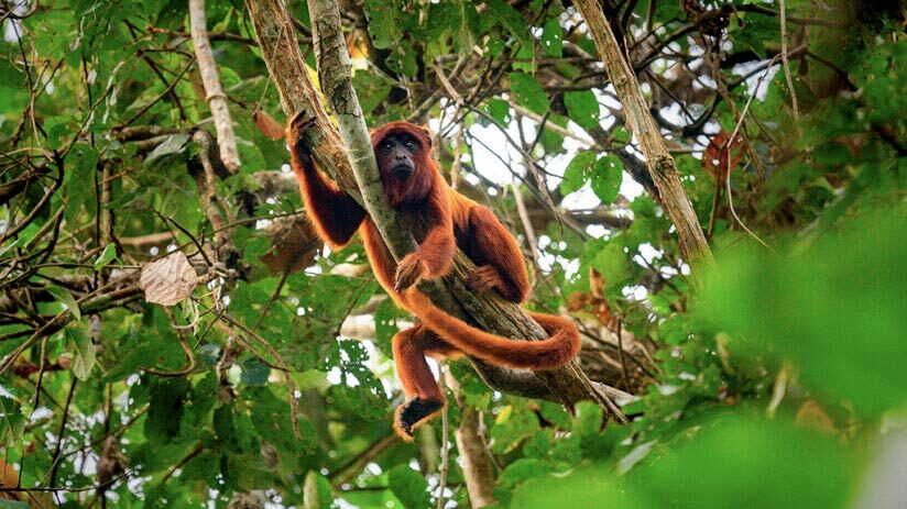 red howler monkey amazon rainforest animals
