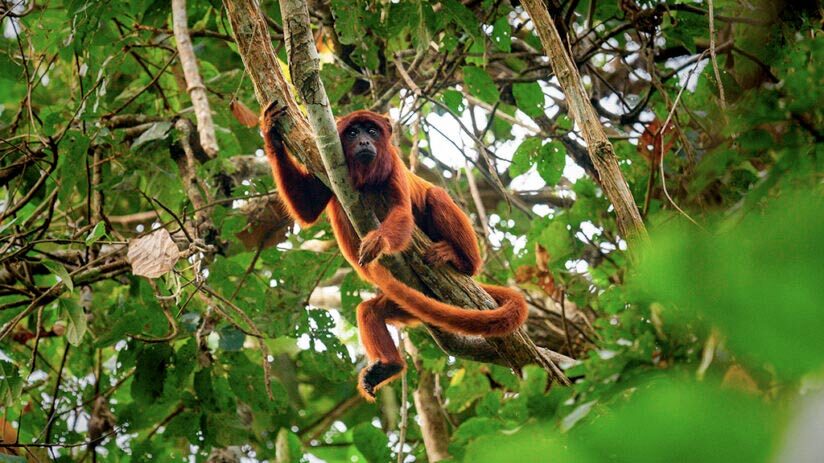 red howler monkey amazon rainforest animals 