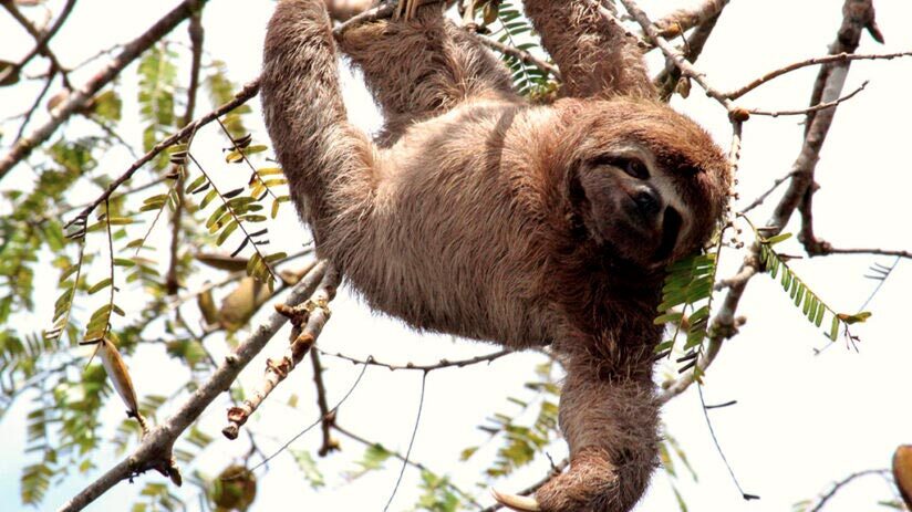 sloth amazon rainforest animals