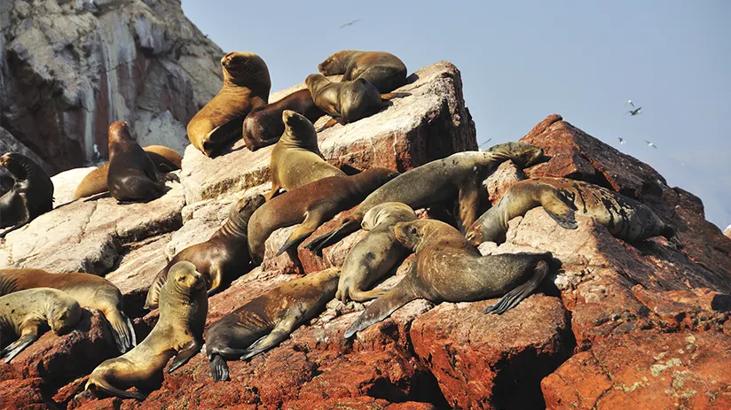 summer in lima paracas