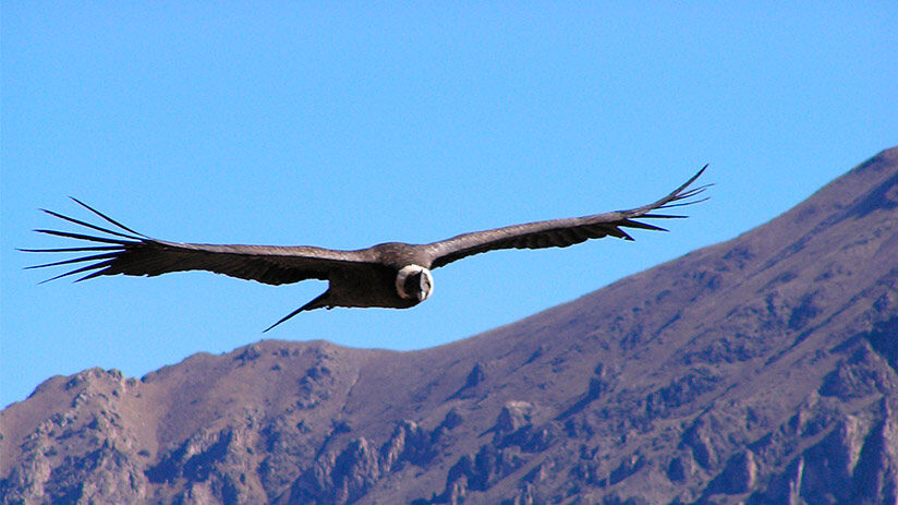 inca gods condor