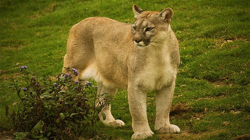 inca gods puma