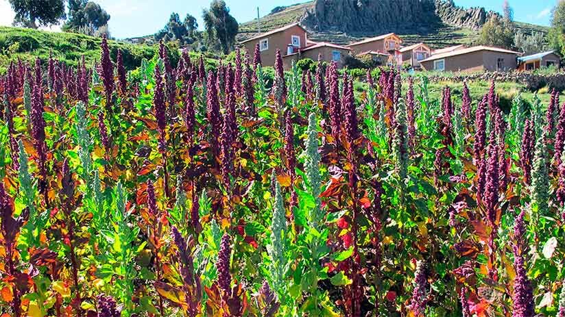 quinoa variety