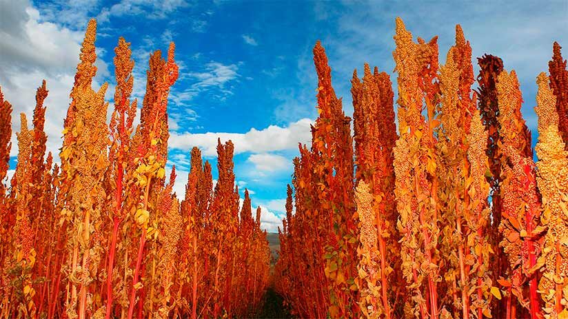 where quinoa grow