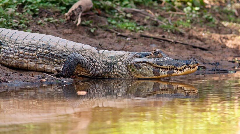 amazon in peru wildlife tour