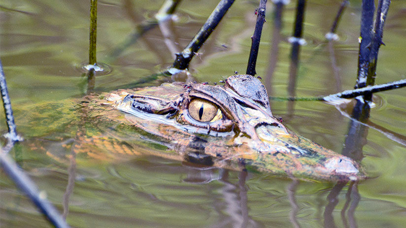 pacaya samiria amazon in peru