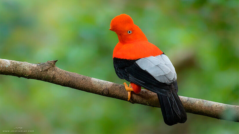 manu national park cock of the rocks