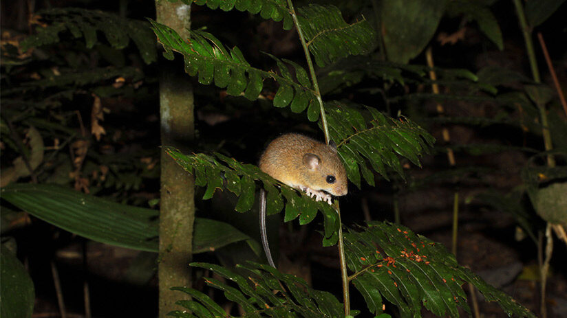 manu national park night