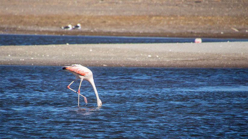 flamingo in things to do in paracas