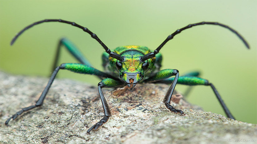 amazon-rainforest animals insects