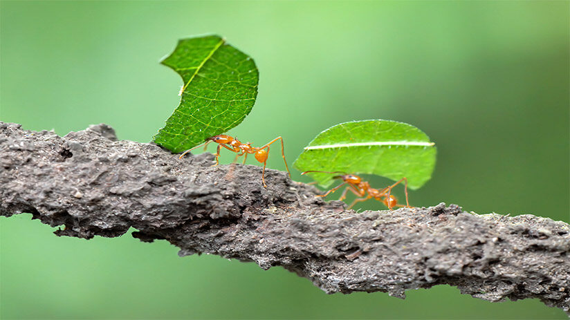 amazon rainforest animals leafcutter ant